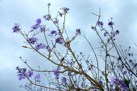 树上的紫花和蓝天空背景Jacarandafililicifolia安德森图片