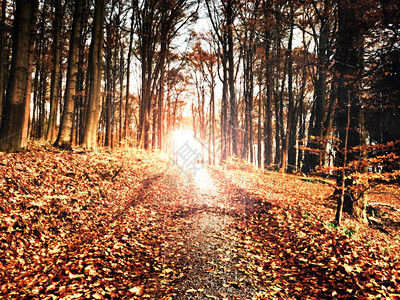 柔和的焦点秋天的林间小路秋天的风景新鲜的叶子颜色图片