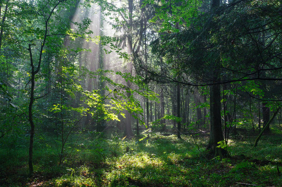 在波兰欧洲比亚洛威扎森林前方有古树后图片