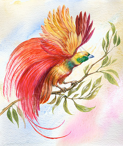 色彩艳丽的大羽毛鸟绘画图片