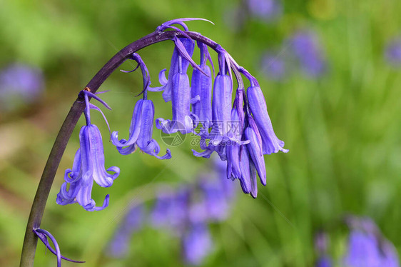 关闭一朵盛开的风信子花hyacinthoidesnonscripta图片