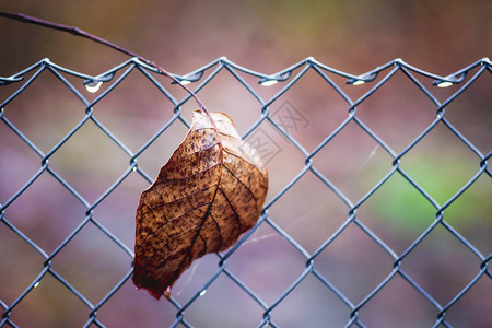 秋天金属网上的棕色干叶图片