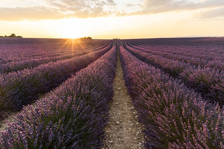 法国普罗旺斯日落时一排美丽盛开的薰衣草花图片