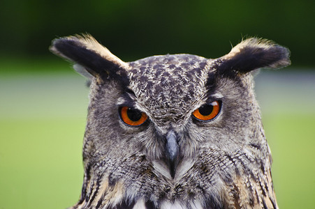 欧洲鹰猫europeaneagleowl图片