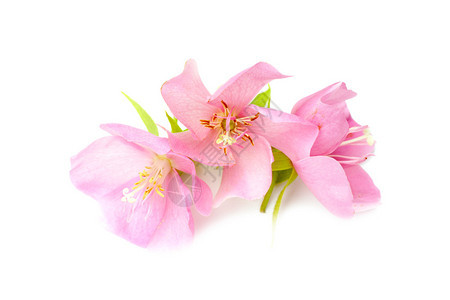 粉红色的东贝亚花冬虫夏草图片