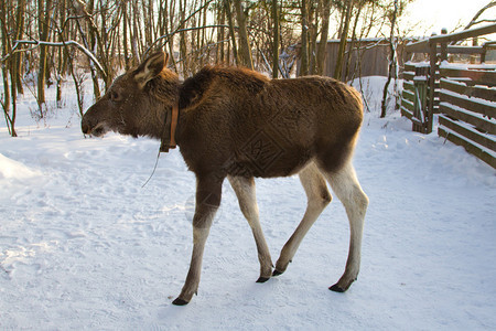 冬天的小麋鹿在驼鹿场图片