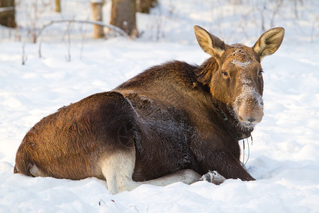 躺在雪地上的大型雄麋鹿在驼鹿场图片