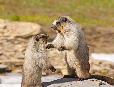 HoaryMarmots在冰川国图片