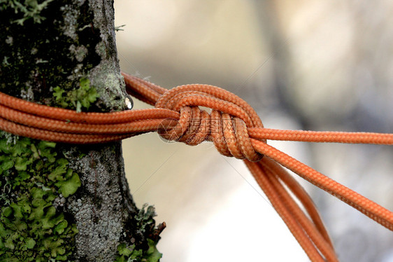 橙色绳索系在树枝上图片