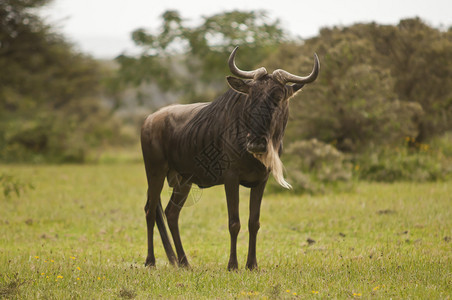 肯尼亚MasaiMara公园Wild图片