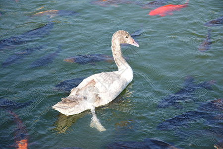 智利湖边的野鸭图片