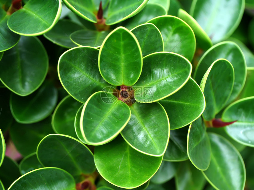 蜂窝无花果FicusBenjaminaB图片