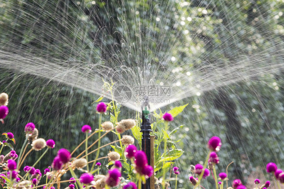 洒水头在花园里浇花图片