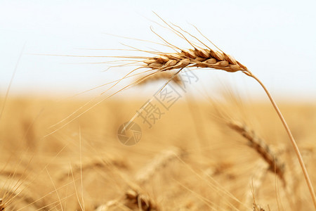 麦穗与农田的特写图片