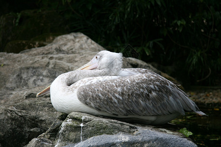 Pelican新加坡动图片