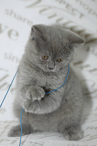 灰色蓬松可爱的小猫图片