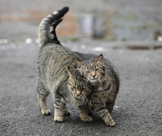 两只街头条纹猫图片