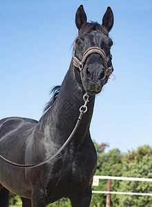 黑种马andalusion与弓步和露背图片