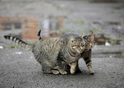 两只街头条纹猫图片