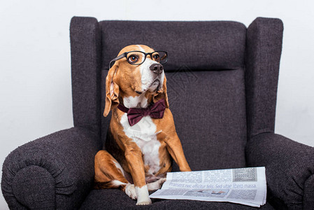 眼镜中的鸟狗与报纸坐在灰臂椅图片