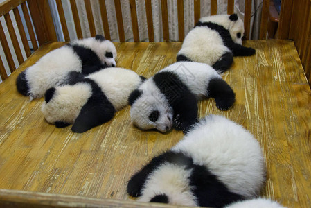 成都熊猫中心的五只熊猫幼犬图片