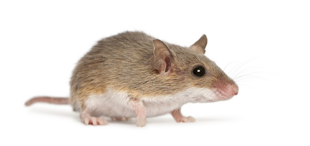 非洲侏儒鼠Musminutoides图片