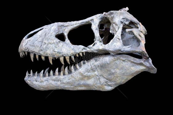 由原始化石头骨制成的霸王龙精确复制模型图片