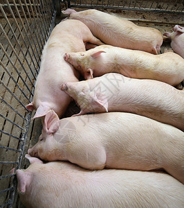 在养猪场睡着的肥猪图片素材