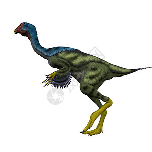 Caudipteryx是一只孔雀大小的食虫恐龙图片