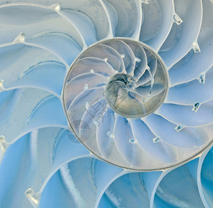 鹦鹉螺壳剖面图图片素材