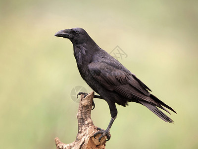 普通的乌鸦栖息在树枝上其图片