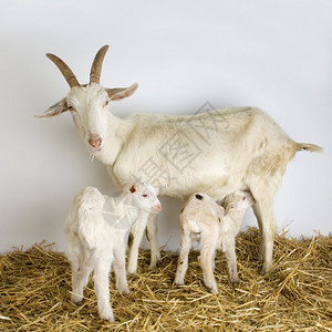 小羊羔和山羊图片
