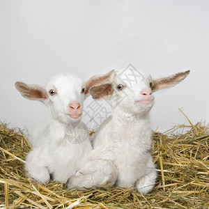 二个可爱的小羊羔图片