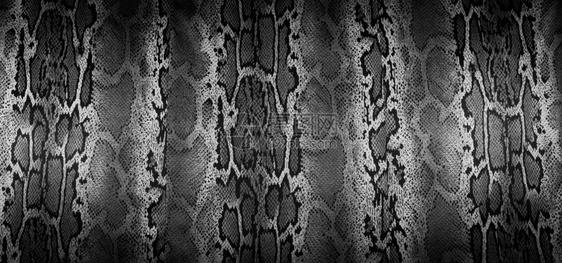 印刷布条纹理为背景的蛇图片