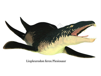 Liopleurodon是一个食肉海洋爬行动物图片