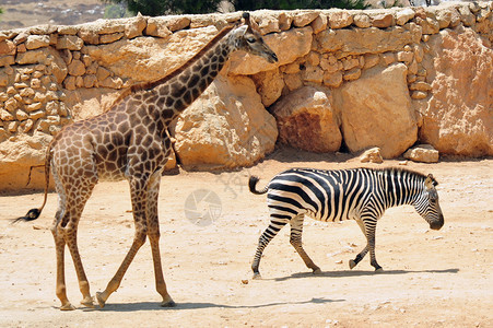 以色列耶路撒冷圣经动物园的Giraffe图片