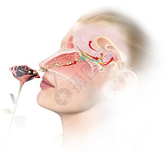 这个医学上的3D插图显示了嗅图片