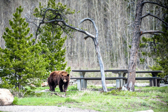 在加拿大艾伯塔州沃特顿公园露营地与灰熊Ursusarctoshorribilis相遇照图片