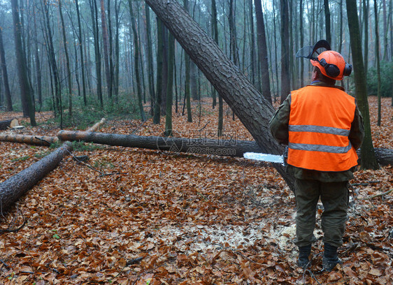 林业工人伐木工人砍树图片