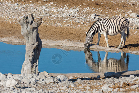 水坑单斑马的特写视图图片