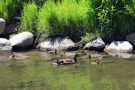 鸭子一家在河里游泳图片