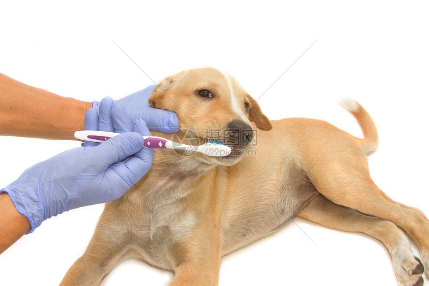 兽医牙用牙刷清洁狗的牙齿图片