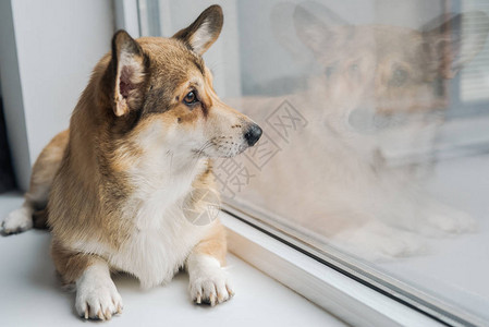 可爱的柯基犬躺在窗台上透过窗户看背景图片
