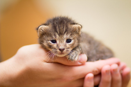 一只无助的幼小新生小猫图片