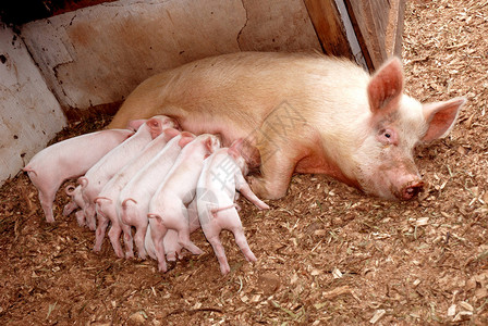 八只可爱的小猪在马厩里在图片