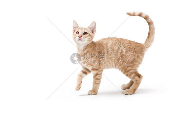 可爱而俏皮的浅黄色虎斑小猫站在一边抬头图片