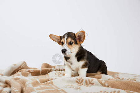 可爱的WelshCorgi小狗在毯子上图片