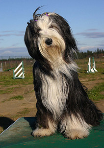 纯种大胡子牧羊犬的肖像图片