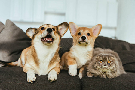 在家沙发上挑选可爱的WelshCorgi狗和图片