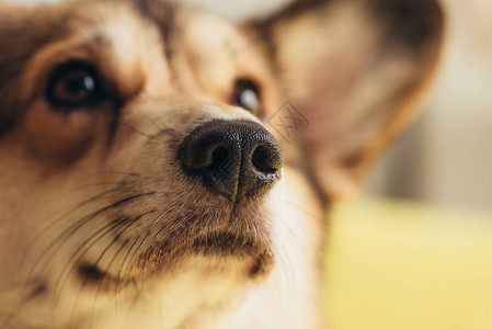 关闭可爱的威尔士柯基犬的鼻子图片